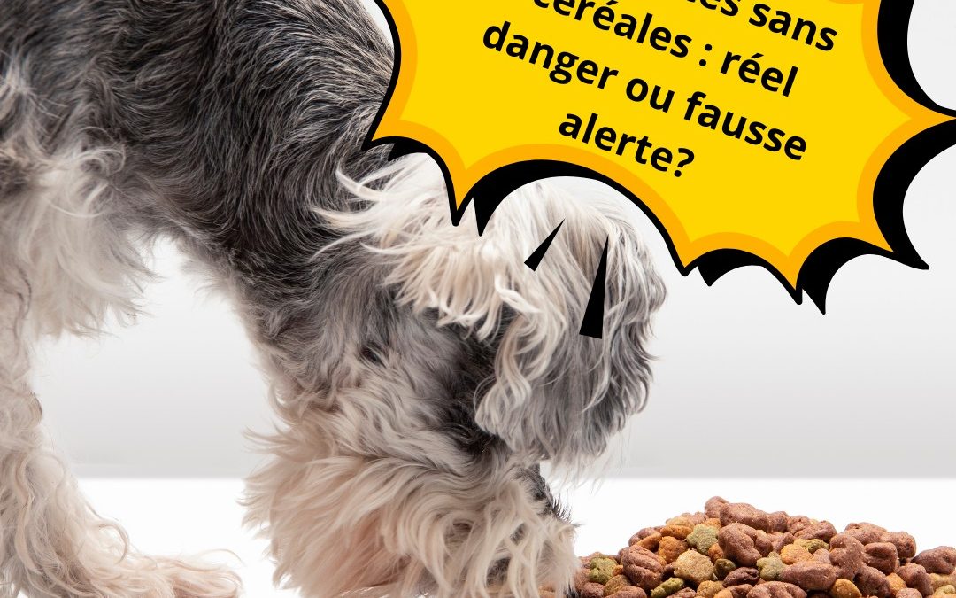 Croquettes Sans Céréales : Faut-il Vraiment s’inquiéter ?